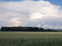 2013-07-25 17.57.00  Ginormous buckwheat fields along the road in Altaisk Krai